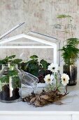 Arrangement of terrarium, white gerbera daisies in small glass vases, flower bulbs and foliage plants