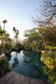 Pond in subtropical garden surrounded by boulders and ferns with palm trees in background