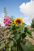 Sunflower and pink hollyhock in front of picket fence