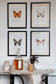 Candles and demijohn on animal skin below gallery of framed butterfly drawings