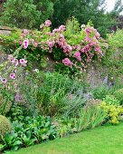 Flowering perennials in bed and pink rose climbing over garden wall