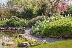 Blühende Magnolie im Frühlingsgarten mit Natursteinmauer und Teich