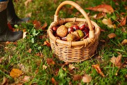 Small basket of gathered conkers on grass amongst autumn leaves