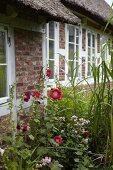 Red-flowering hollyhocks outside traditional thatched cottage