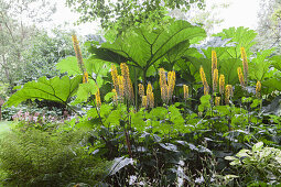 Blühende Przewalski-Kerzen-Goldkolben und Mammutblatt, Gunnera tinctoria, im Garten