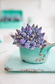 Grape hyacinths in vintage-style pot