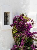 Flowering bougainvillea against whitewashed façade of restored Italian holiday home