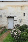 Flowering rose bushes outside door in vintage house façade decorated with weathered animal skulls