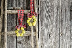 Two wreaths of perry pears hung from ladder on tartan ribbons