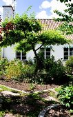Trittplatten-Weg im Garten, entlang einem angelegtem Beet mit Baum vor Landhaus