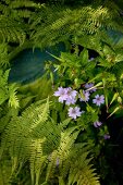 Violett blühende Gartenblume und Farn