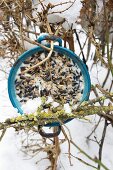 Vintage saucepan filled with bird cake hung from snowy beech hedge