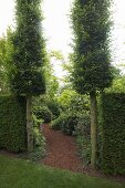 Mulched garden path flanked by two hornbeam columns and clipped rectangular hedges