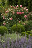 Standard rose in lavender bed in front of box balls