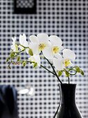 weiße Orchideen in schwarzer Vase vor unscharfem Karo-Hintergrund