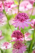 Several pink astrantia flowers