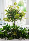 Arrangement of green plants on Christmas dining table