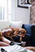 Hund neben Frau auf Sofa