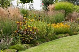 Yellow rudbeckia and ornamental grasses next to lawn in summer garden