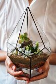Succulents in miniature terrarium held in hands