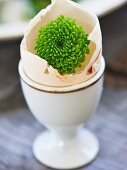 Green dahlia in egg shell as Easter decoration