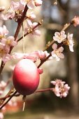 Gefärbtes Ei an Kirschblütenzweig hängend