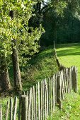 Paling fence, meadow and trees