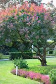 Maple tree in late summer surrounded by lawns with bed of heather in foreground