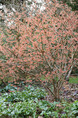 Witch-hazel tree with pale pink flowers in garden