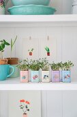 Home-sown sprouting seeds on kitchen shelves