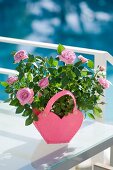 Potted rose in pink heart-shaped planter