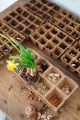 Mehrere Anzuchttöpfchen aus recyceltem Papier mit Erde, Samen und blühender Narzisse auf rustikaler Holztischplatte
