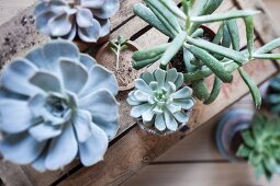 Various succulents on top of old wooden crates