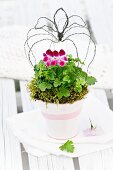Geranium arranged with wire crown in white-painted terracotta pot