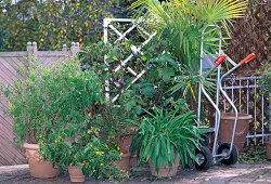 Container plants that have to be placed in winter quarters before the first frosts