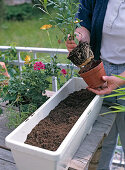 Balcony box with water storage