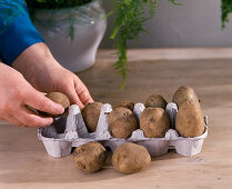 Kartoffeln im Zimmer treiben
