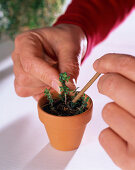 Thyme cuttings propagation