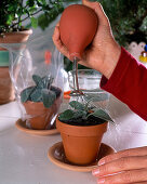 Salvia (sage) cuttings propagation