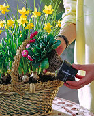 Planting spring onions in basket