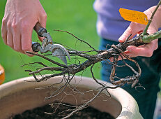 Planting rootless rose in pot