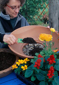 Plantting summer flowers in bowl. Filling soil - (1/3)