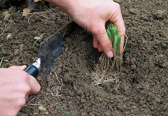 Divide and plant the chives - plant the prepared parts