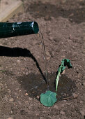 Brassica oleracea (cabbage), watering the plant