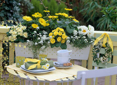 Primula belarina (Stuffed Primrose)