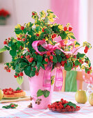 Rubus (Himbeere) in rosa Vase