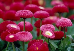 Pinkfarbene Blüten von Bellis perennis (Tausendschön)