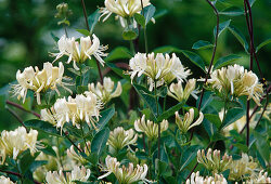 weiße Blüten von Lonicera periclymenum ' Graham Thomas ' (Jelängerjelieber)