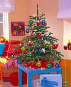 Bunter Weihnachtsbaum: Picea pungens (Stechfichte)