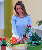 Planting fruit box with spring flowers
